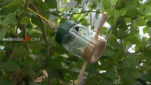 Container Bird Feeder